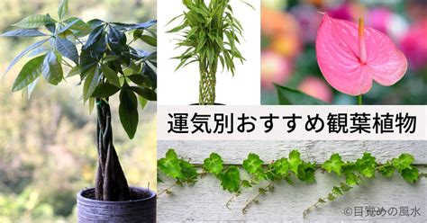 風水 植物|風水で良いおすすめ観葉植物20選！運気アップできる。